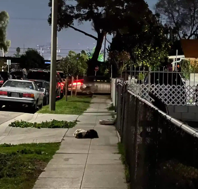 As the passionate founder of Logan’s Leg...