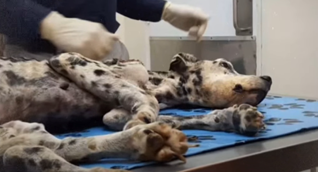 One of the clinic's dedicated staff, Mar...