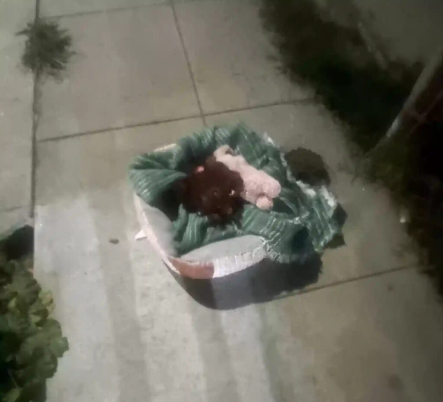 The dogs, later named Pongo and Lily, we...