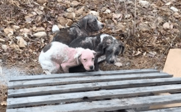 The puppies were rushed to an animal she...