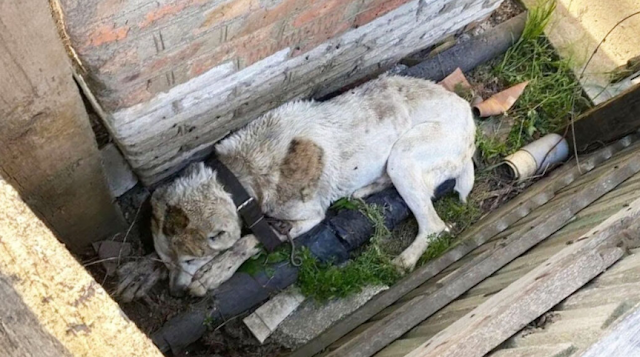 Unbeknownst to those present, a bullet w...