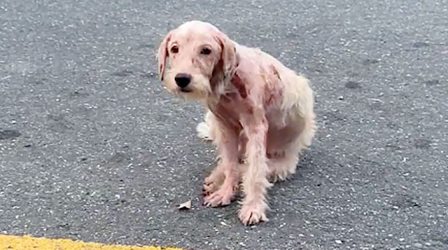 Tentatively, I offered it some food and ...