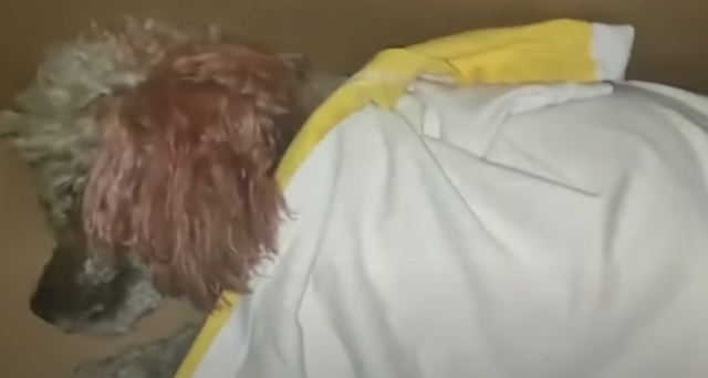 When a witness arrived, Dr. Song inquire...