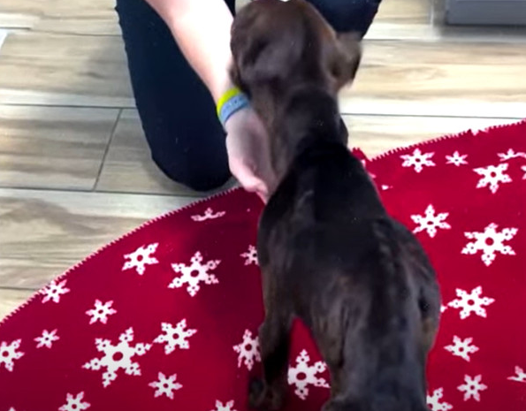 Animal rescue teams and caring individua...