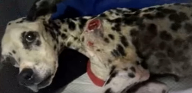 Now in a loving home, Victoria has becom...