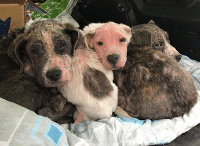 As the puppies recovered, shelter staff ...