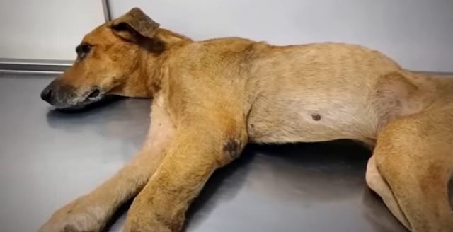 It seemed as if Magma had built invisibl...