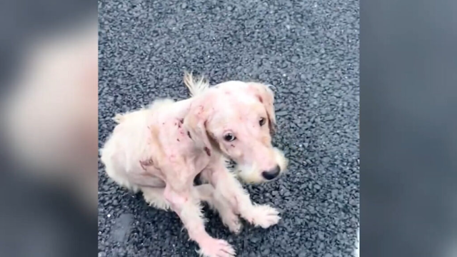 Sneaking the stray past the apartment's ...