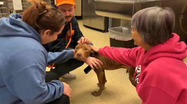 In Donna's arms, Nico found solace. His ...