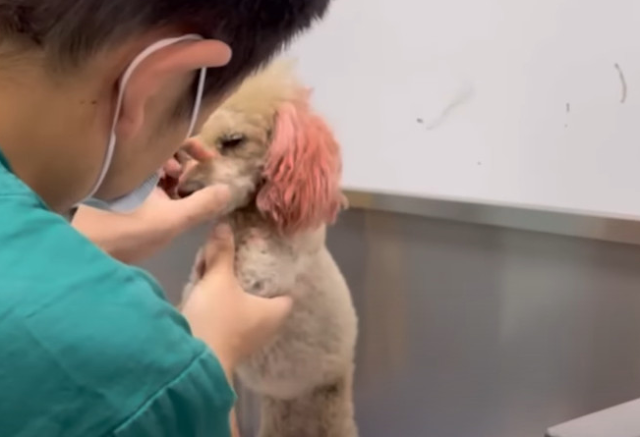 The witness somberly replied,