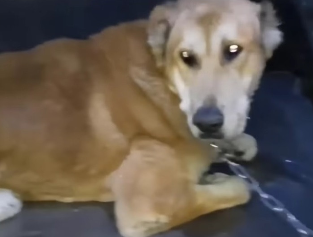 Thanks to over a week of continuous care...