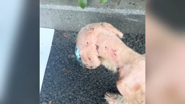 The next day, I carefully attended to it...