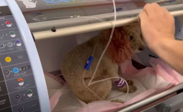 The dog, as if understanding the help of...