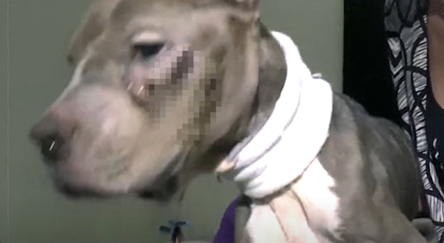 Althea’s transformation from neglect to ...