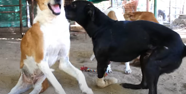 Once a helpless puppy, Joey blossomed in...