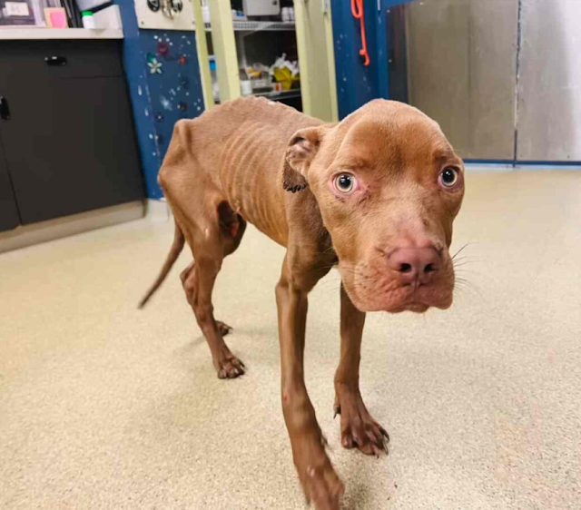 Upon arriving at the shelter, Nico was r...