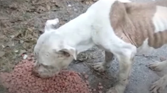 A thorough veterinary check-up revealed ...