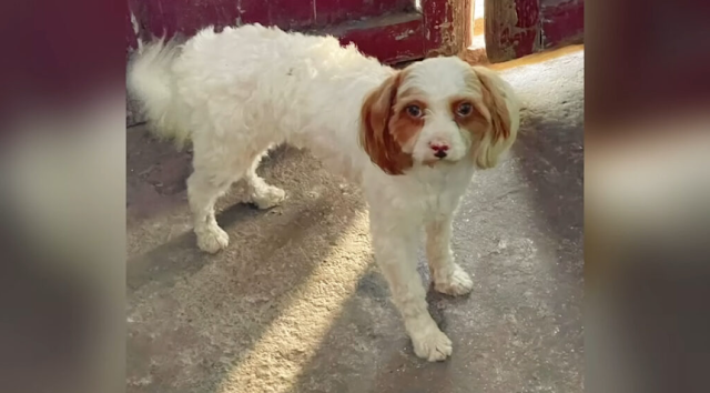 Patiently, she coaxed it to follow her d...