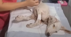 He eventually raised his eyes to meet mi...