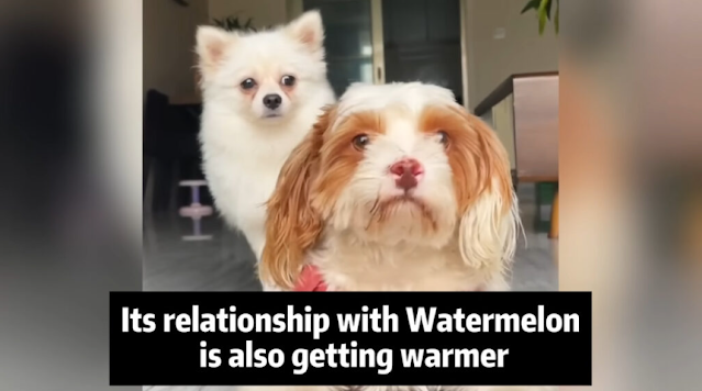 Slowly, the dog started to come back to ...