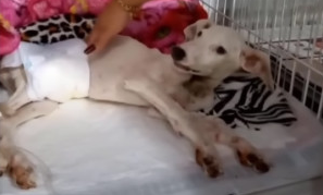 But nothing stirred him. Ricky's refusal...