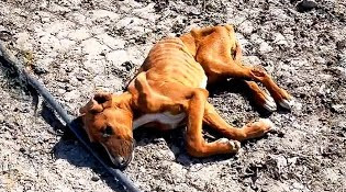 When they arrived, they found an emaciat...