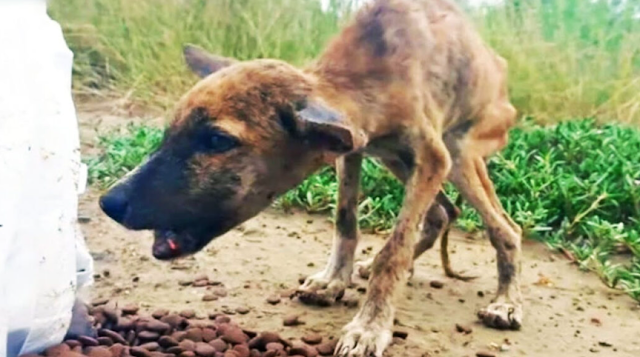 Unable to express his gratitude with wor...