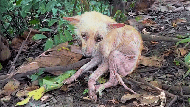 We discovered a small, trembling dog una...