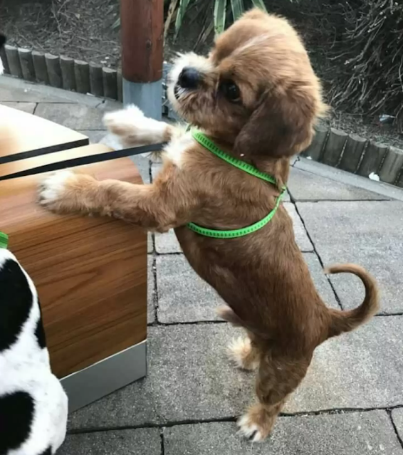 Extra image from article