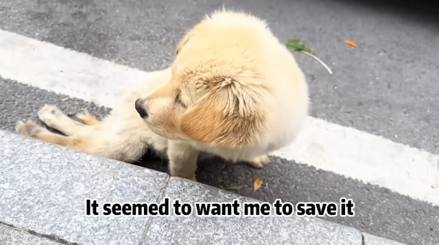 The stranger was moved by the sight of t...