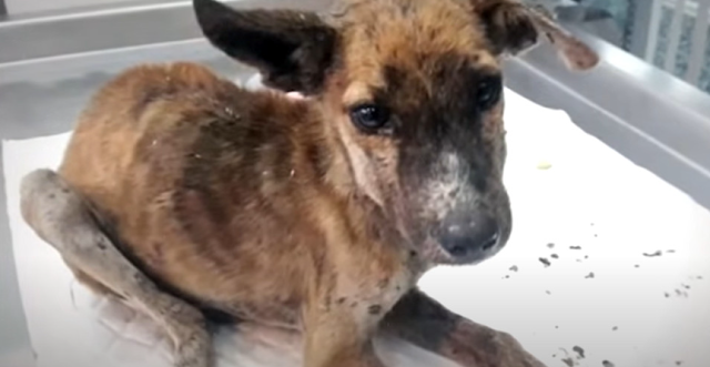 The puppy was discovered shivering by th...