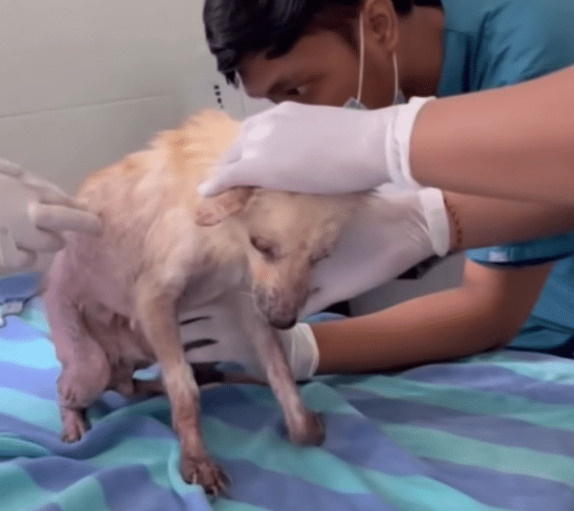 The vet revealed that Hope's spine was c...