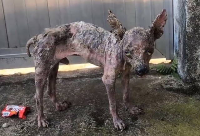 Faced with the puppy's suffering, the ne...