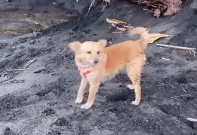 Extra image from article