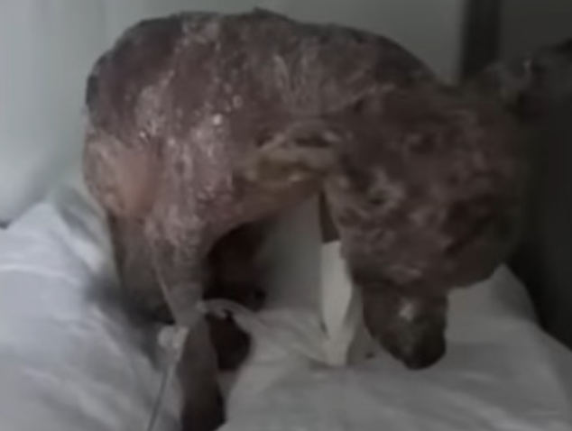 Extra image from article