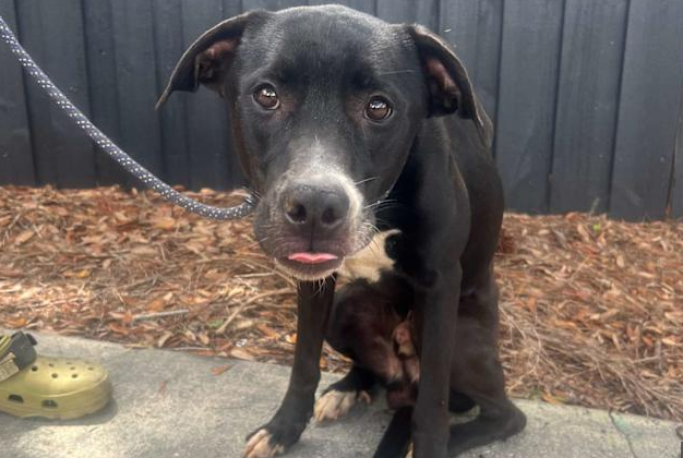 Extra image from article