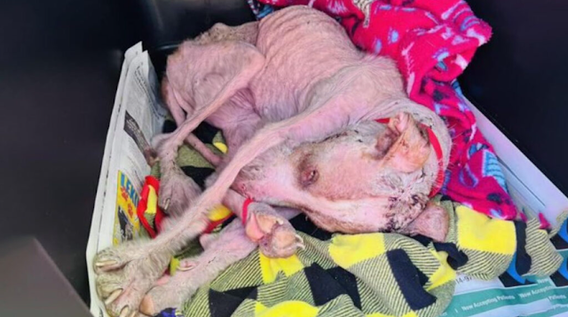 While Magnus achieved some physical stab...