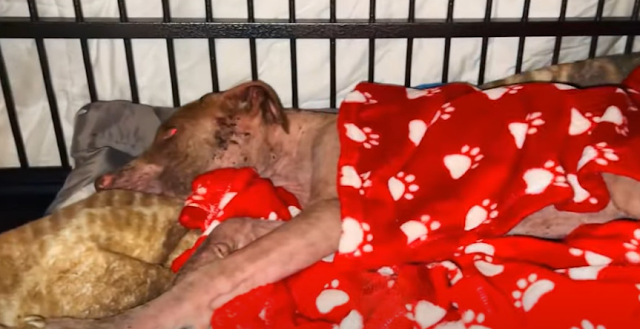 By the third day, Magnus was eating and ...