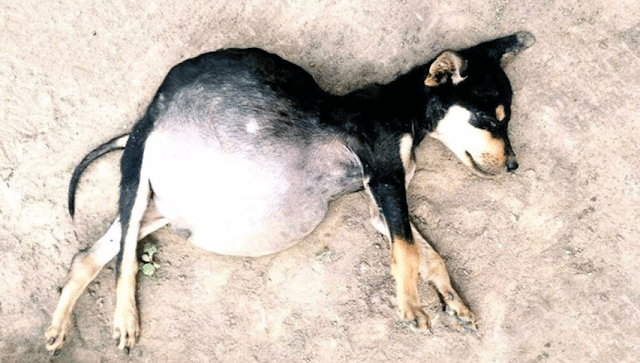 Abandoned and devoid of care, each day b...