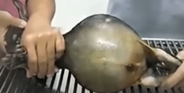 When finally rescued, it was almost too ...