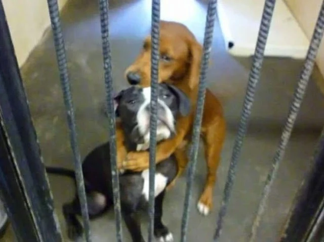 Volunteers from Angels Among Us Pet Resc...