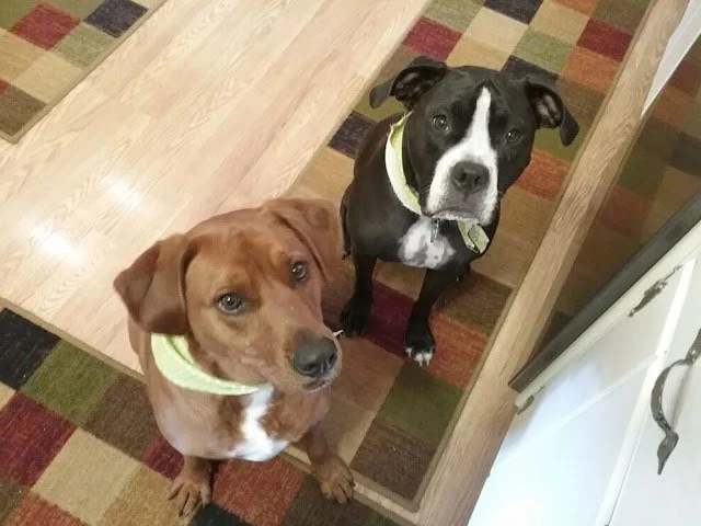 While initially only able to offer them ...