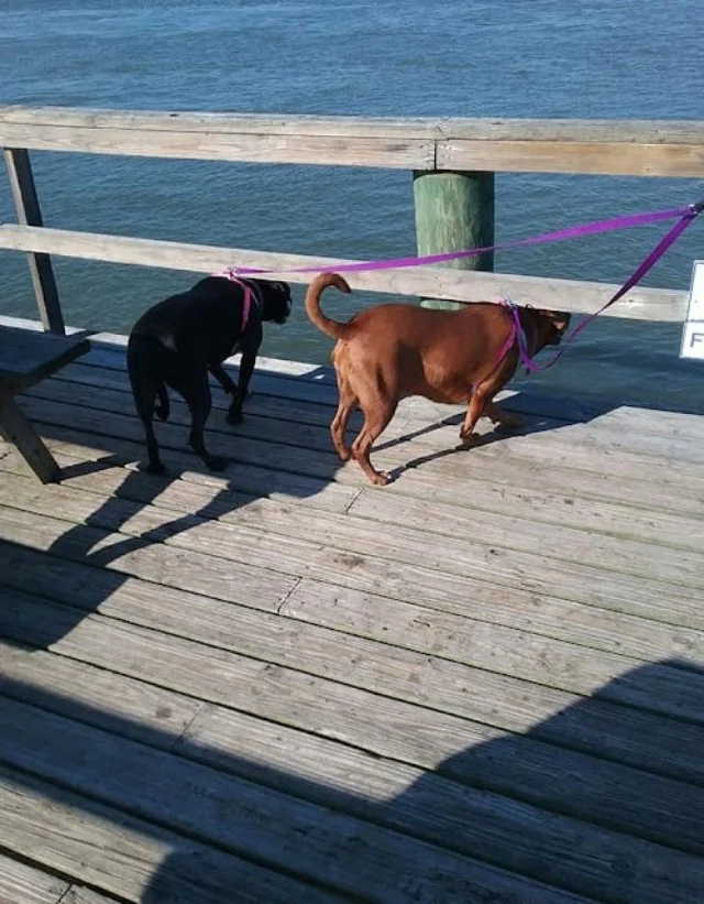 Extra image from article