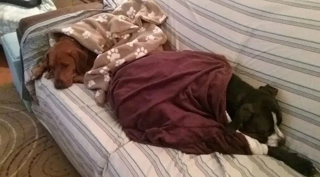 Extra image from article