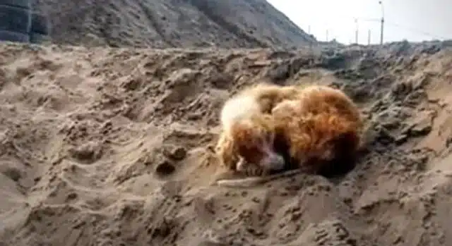 By the tenth day, Charlie was on the men...