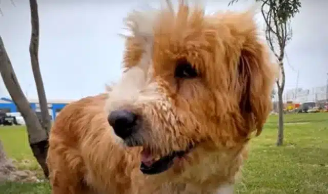 Extra image from article