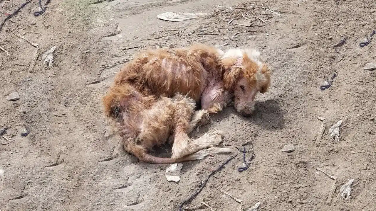 Yet, hope arrived when someone decided t...