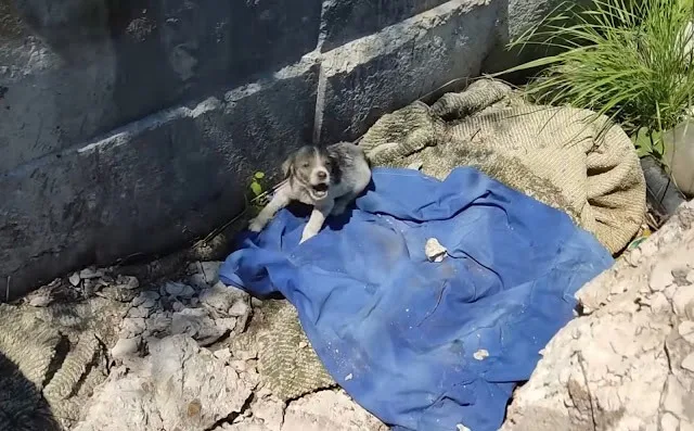 It became clear that the puppy needed ur...