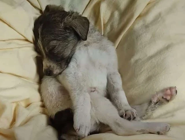 Extra image from article