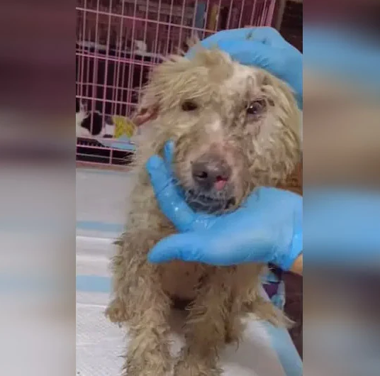 Candy's story is a triumphant narrative ...